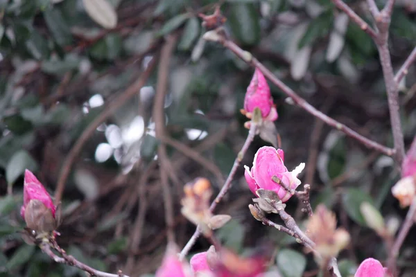 Суланья Магнолия Расцветает Розовым Цветом Фоне Голубого Неба Солнцем Большой — стоковое фото