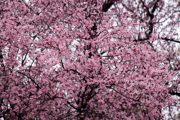 Sakura Japon kiraz çiçekleri ilkbaharda buruşuk ağaç dallarında güzel pembe çiçeklerle birlikte. Koyu dallı küçük pembe çiçekli ağaç baharda Japon kiraz çiçekleri açar..