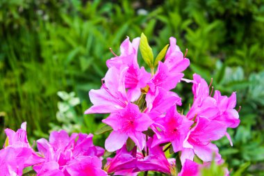  Rhododendron çalısı, yeşil bitkilerin yumuşak bir zemininde, uzun bahar mevsiminde, parlak pembe çiçeklerle çiçek açıyor. 