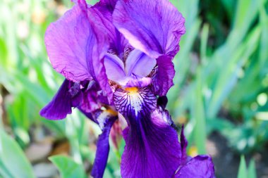 İlkbahar güneşi ve bahçede mor, leylak, beyaz ve sarı çiçeklerle çiçek açar.