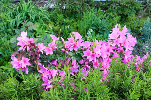 Rhododendron çalısı, yeşil bitkilerin yumuşak bir zemininde, uzun bahar mevsiminde, parlak pembe çiçeklerle çiçek açıyor. 