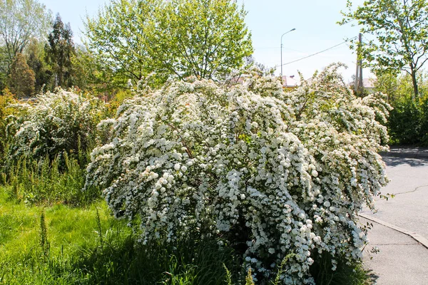 Spiraea plant shrub with hanging white flowers bloomed in spring