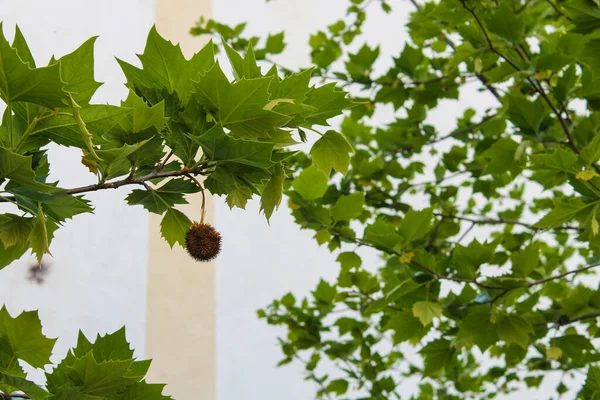 Tree sycamore leaves are similar to maple leaves. On branches, round spiky balls among green foliage