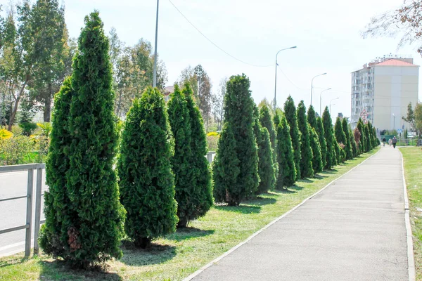 Thuja Allée Des Arbres Long Route Ciel Bleu Journée Ensoleillée — Photo