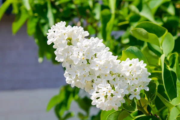 Lilac Bush Bloeit Met Witte Lila Bloemen Een Zonnige Heldere — Stockfoto