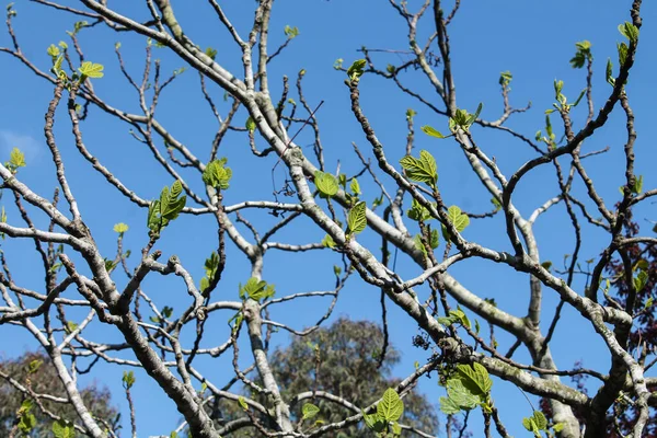 Дереве Начинают Расти Молодые Листья Смоковницы — стоковое фото