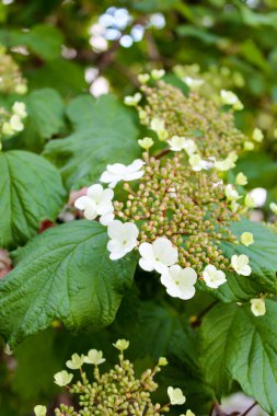 Viburnum defne yaprakları beyaz çiçeklerle çiçek açar. Şemsiyeyle dolup taşar.