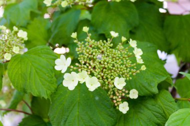 Viburnum defne yaprakları beyaz çiçeklerle çiçek açar. Şemsiyeyle dolup taşar.