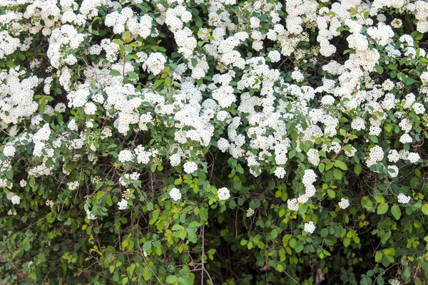 Asılan Beyaz Çiçekli Spiraea Bitkisi Baharda Çiçek Açtı — Stok fotoğraf