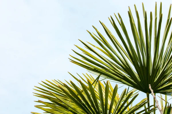 Palm Leaves Bright Blue Sky Sunny Day — Stock Photo, Image