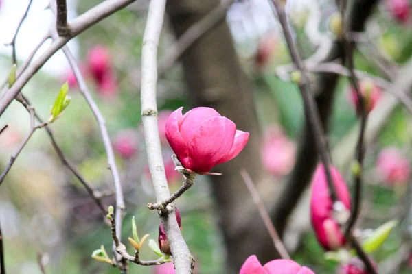 Большой Розовый Цветок Расцвел Дереве Магнолии Весной — стоковое фото