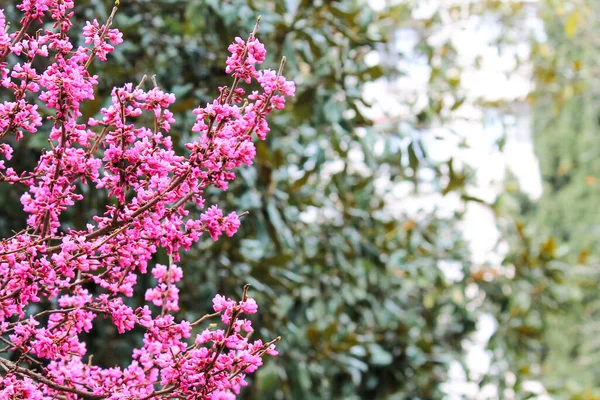 Прекрасный Лиловый Розовый Цветок Расцвел Растении Lingonaria Judas Cercis Весной — стоковое фото