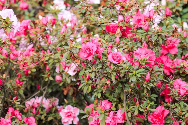 Flores Rosa Branco Floresceu Arbusto Verde Parque Sob Sol Brilhante — Fotografia de Stock