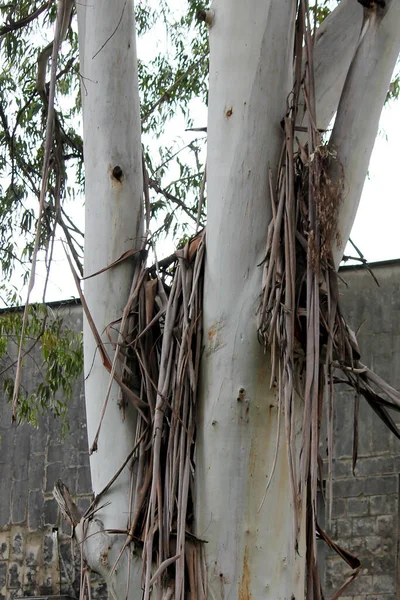 ツリー シカモアは冬に古い樹皮を落とし — ストック写真