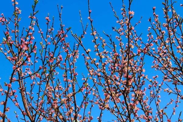Маленькие Розовые Цветы Маленькие Зеленые Листья Начали Цвести Айве Весной — стоковое фото