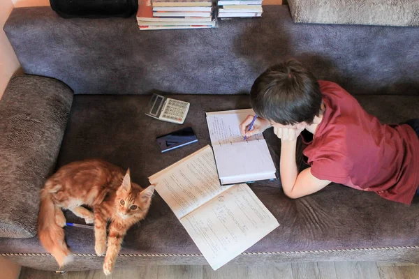 Distance education, study at home and pets, cats and high school students, a school student studies at home using a laptop, computer and the Internet