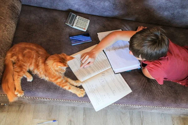 Distance education, study at home and pets, cats and high school students, a school student studies at home using a laptop, computer and the Internet