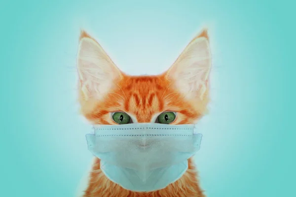 Cat in a medical mask. Coronavirus protection covid 19 for pets. Quarantine, Pandemic Covid 19. Cat vs Covid 19. Closeup