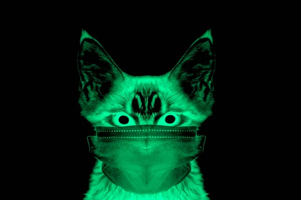 Kat Met Een Medisch Masker Coronavirus Bescherming Covid Voor Huisdieren — Stockfoto
