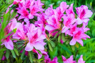 Rhododendron çalıları bahçede pembe çiçeklerle çiçek açar. Parlak leylak ve mor çiçeklerle açan Azalea, güneşteki yeşil bir çalılıkta. Bahçe dekorasyonu için süs bitkisi