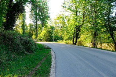 Sessiz bir ormanda yol, uzun ağaçların arasındaki orman yolu, vahşi yaz ormanı, ormanda yürümek için yol, vahşi yaşam, vahşi yerler.