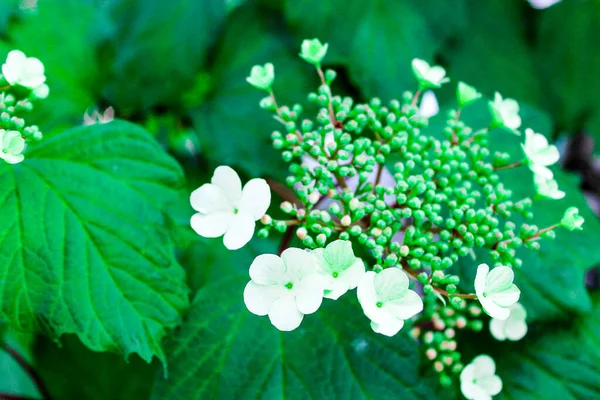 Kalina Floresceu Flores Brancas Bush Laurel Viburnum Floresce Cachos Para — Fotografia de Stock