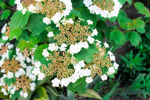 Kalina Rozkwitła Białe Kwiaty Kwiat Laurowy Krzewu Viburnum Pęczkach Ukształtowania — Zdjęcie stockowe