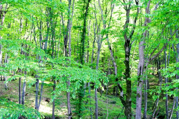 Bosque Verde Salvaje Verano Árboles Altos Con Musgo Hojas Gruesas —  Fotos de Stock