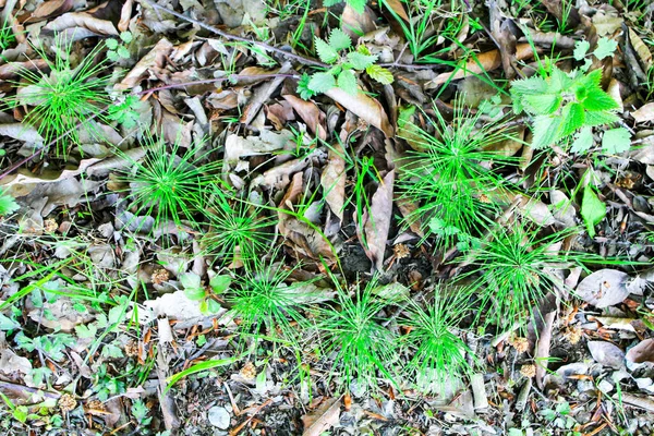 Spiky fluffy green sprouts grow near a road in the forest. Coniferous plants begin to grow, sprouts of pine and spruce. Wildlife in the forest