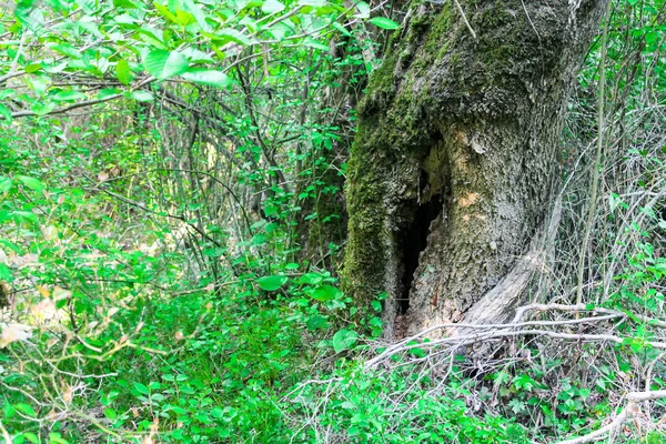 夏に野生の緑の森 苔と太い葉を持つ背の高い木 丸太が横たわり 野生の土道 神秘的で静かで静かな歩くと旅のための場所 — ストック写真