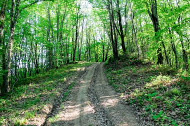 Sessiz bir ormanda yol, uzun ağaçların arasındaki orman yolu, vahşi yaz ormanı, ormanda yürümek için yol, vahşi yaşam, vahşi yerler.