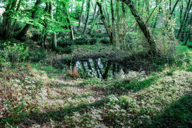 Ormanda bir bataklık, dalları olan bir bataklık ormanda yosunlu ağaçların yanında duruyor. Gizemli ve korkutucu bir yer.
