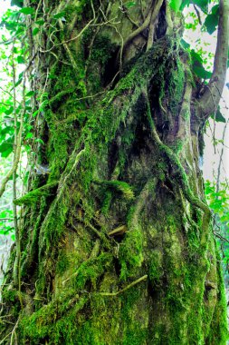 Gizemli ağaç yosunlarla kaplı ve ağaç dallarıyla iç içe geçmiş ormanda duruyor..