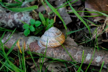 Ormanda ağaçta salyangoz, çimlerin üzerinde sürünüyor. Vahşi doğada salyangozlar.