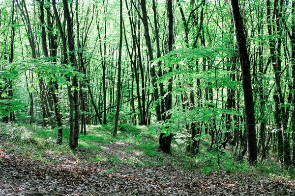 Vild Grön Skog Sommaren Höga Träd Med Mossa Och Tjocka — Stockfoto