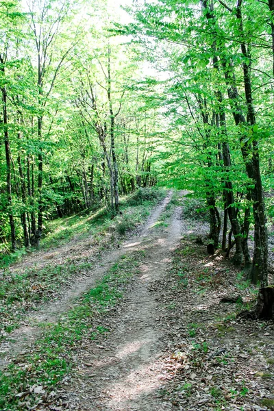 Sessiz Bir Ormanda Yol Uzun Ağaçların Arasındaki Orman Yolu Vahşi — Stok fotoğraf