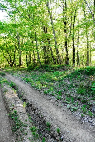 Sessiz Bir Ormanda Yol Uzun Ağaçların Arasındaki Orman Yolu Vahşi — Stok fotoğraf