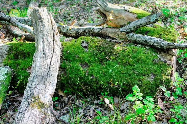 Vadzöld Erdő Nyáron Magas Fák Mohával Sűrű Levelekkel Rönk Hazugság — Stock Fotó
