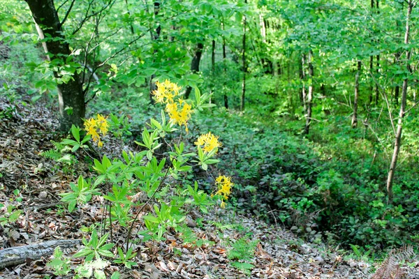 Ormanda Rhododendron Çalıları Sarı Çiçeklerle Açar Azalea Parlak Renklerle Çiçek — Stok fotoğraf