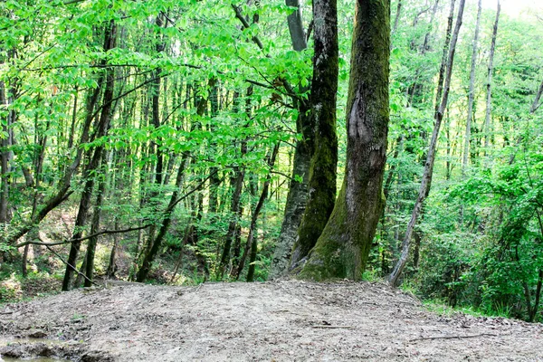 Vild Grön Skog Sommaren Höga Träd Med Mossa Och Tjocka — Stockfoto