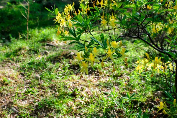 Рододендрон Куст Цветет Желтых Цветах Лесу Азалия Цветет Яркими Красками — стоковое фото