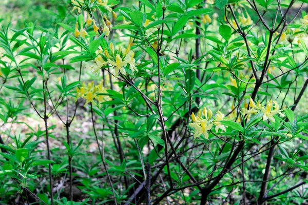 Ormanda Rhododendron çalıları sarı çiçeklerle açar. Azalea parlak renklerle çiçek açıyor. Bahçe dekorasyonu için süs bitkisi, bol çiçekli büyük bir çalı.