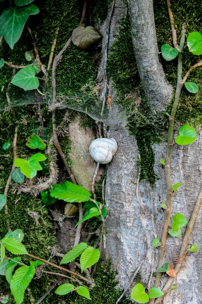 森の中の木の上のカタツムリ 草の上の枝に這う 野生の野生動物のカタツムリ — ストック写真