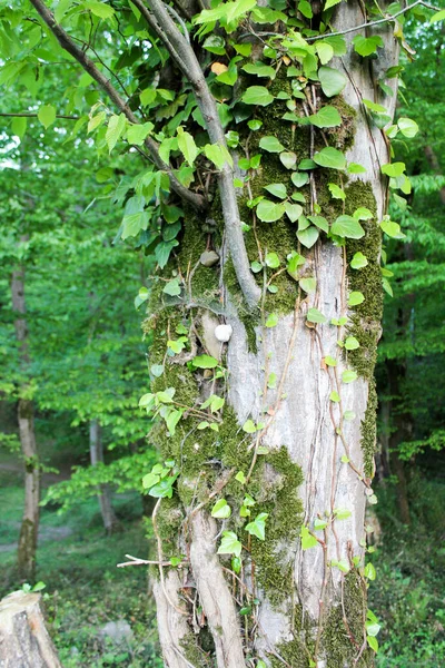 Vadzöld Erdő Nyáron Magas Fák Mohával Sűrű Levelekkel Rönk Hazugság — Stock Fotó