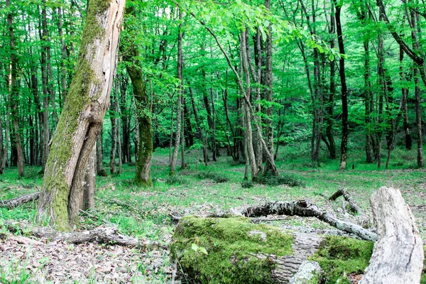 Bosque Verde Salvaje Verano Árboles Altos Con Musgo Hojas Gruesas — Foto de Stock