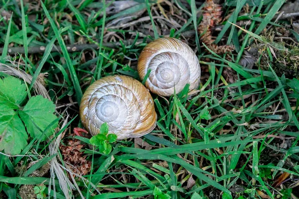 Caracol Uma Árvore Floresta Rastejando Galho Grama Caracóis Vida Selvagem — Fotografia de Stock