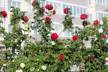 Gül güzel kokulu çiçeklerle çiçek açar. Birçok çiçek gülleri bir çiçek duvarı oluşturmak için asılır. Dekoratif çit, çiçek kemeri, düğün için dekorasyon, doğum günü, bahçe ve park