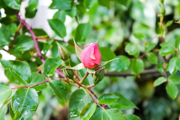 Rose Flower Weaving Bush Unopened Bud Pink Rose Soft Background — Stock Photo, Image