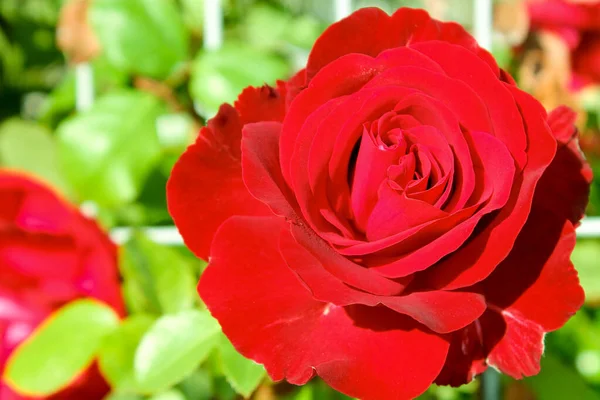 緑の葉の上に赤いバラの花を咲かせます 太陽の下で愛の花 マクロ ソフト背景 — ストック写真