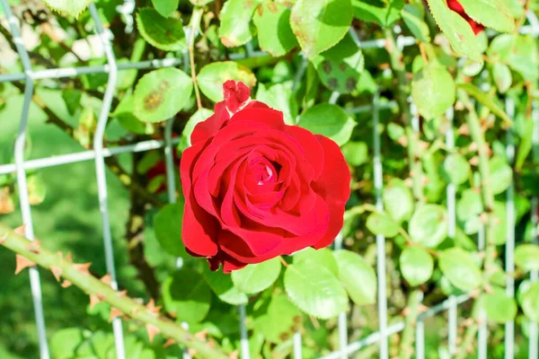 公園には赤いバラが咲く 明るい太陽の下でロマンチックな緋色の花を咲かせました 装飾的なフェンス 花のアーチ 結婚式 公園の装飾 — ストック写真